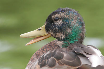 mallard 37