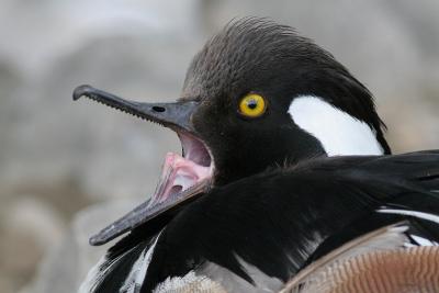 hooded merganser 138