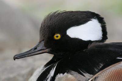 hooded merganser 143