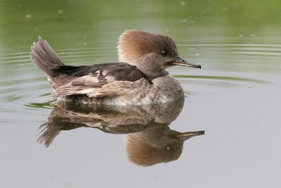 hooded merganser 144