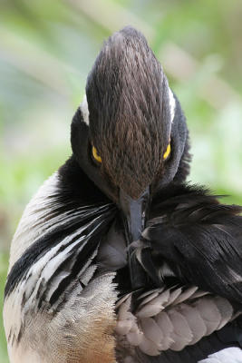 hooded merganser 146