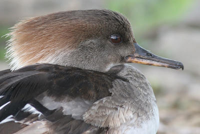 hooded merganser 157