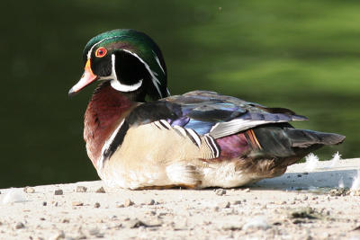 wood duck 3