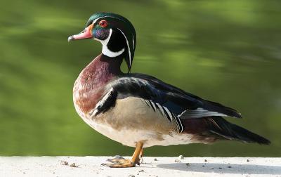 wood duck 5