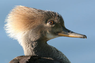 hooded merganser 169