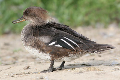 hooded merganser 190