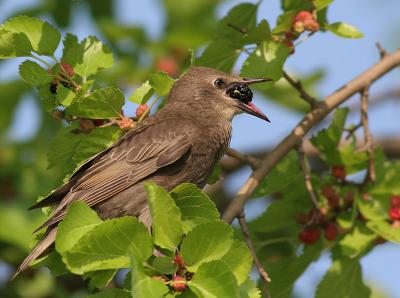 juvenile starling 2