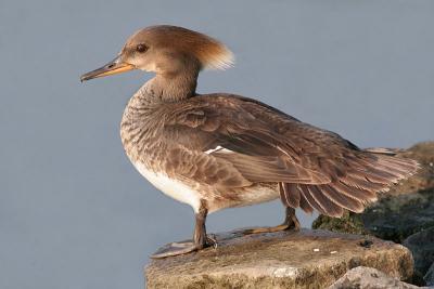 hooded merganser 194