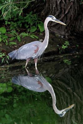 great blue heron 54