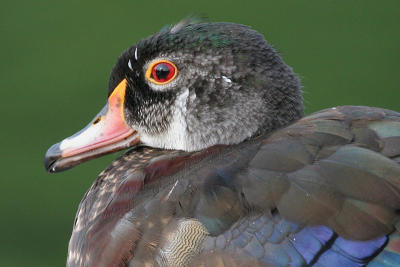 wood duck 24