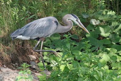 great blue heron 57