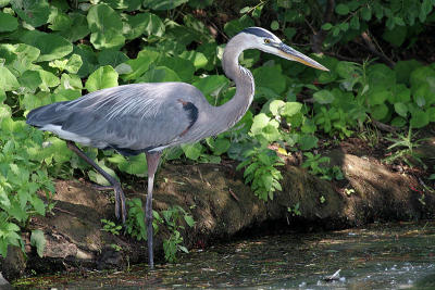 great blue heron 58
