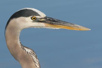 great blue heron 62