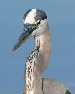 great blue heron 66
