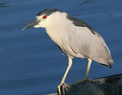 black-crowned night heron 33