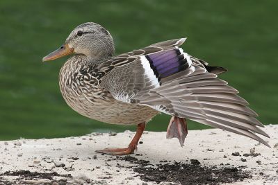 mallard 50