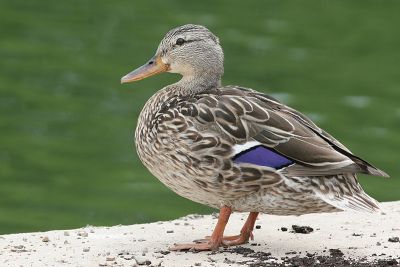 mallard 51