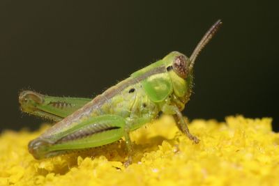 leafhopper 5