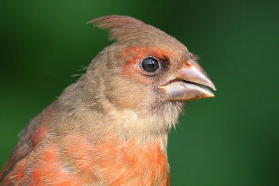 juvenile cardinal 3
