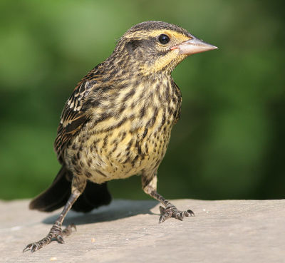 juvenile redwing blackbird 1