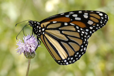 monarch26.jpg