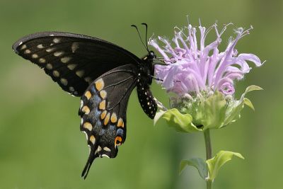 blackswallowtail3.JPG