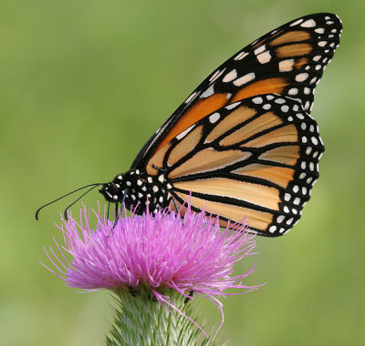 monarch27.JPG