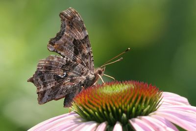 easterncomma1.JPG