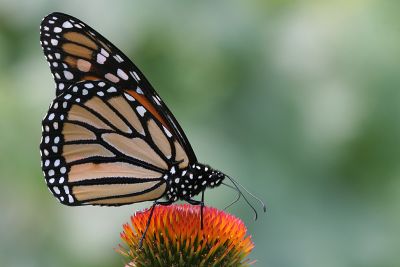 monarch28.JPG