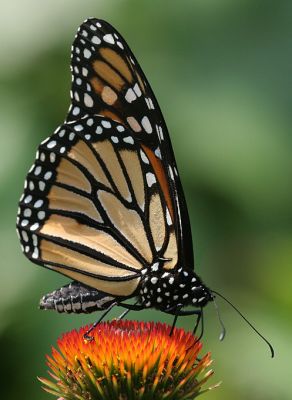 monarch30.JPG