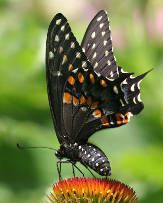 blackswallowtail4.JPG