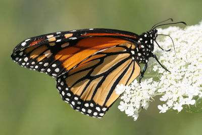 monarch31.JPG