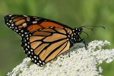 monarch32.JPG