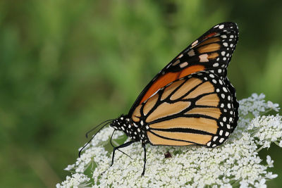monarch33.JPG