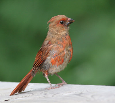 juvenile cardinal 5