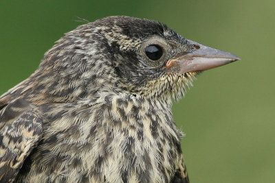 juvenile redwing blackbird 5