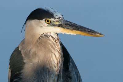 great blue heron 70