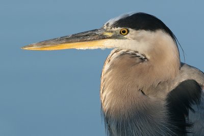 great blue heron 71