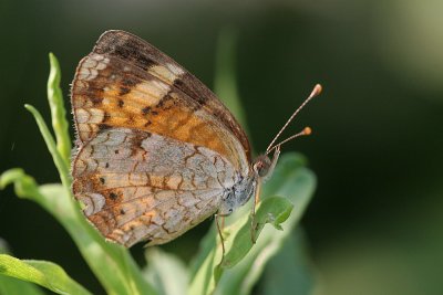 butterfly25.JPG