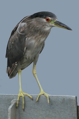 immature black-crowned night heron 37