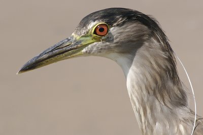 immature black-crowned night heron 45