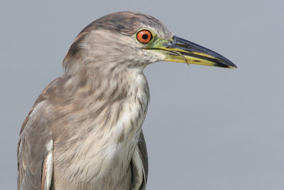 immature black-crowned night heron 52