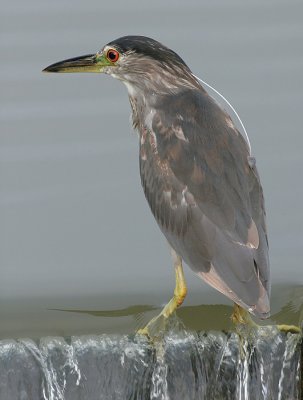 immature black-crowned night heron 55