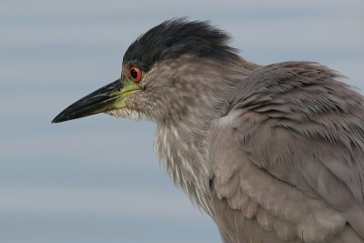 immature black-crowned night heron 56