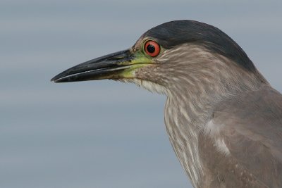 immature black-crowned night heron 57