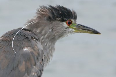 immature black-crowned night heron 58