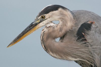 great blue heron 73