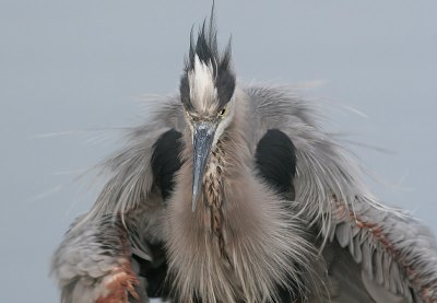 great blue heron 7