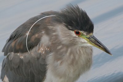 immature black-crowned night heron 61