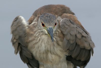 immature black-crowned night heron 63